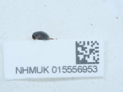 Scirtes hemisphaericus (Linnaeus, 1767) - 015556953_2