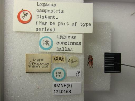 Lygaeus concinnus Dallas, 1852 - Lygaeus concinnus-BMNH(E)1240168-Syntype male dorsal & labels 1