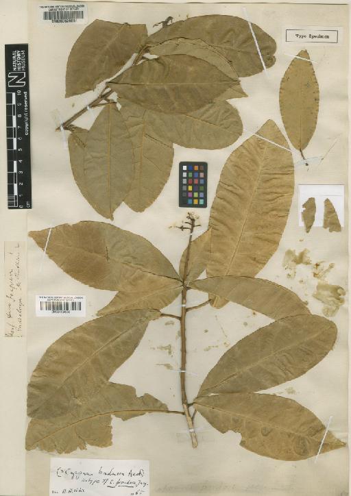 Capparis frondosa Jacq. - BM000629651