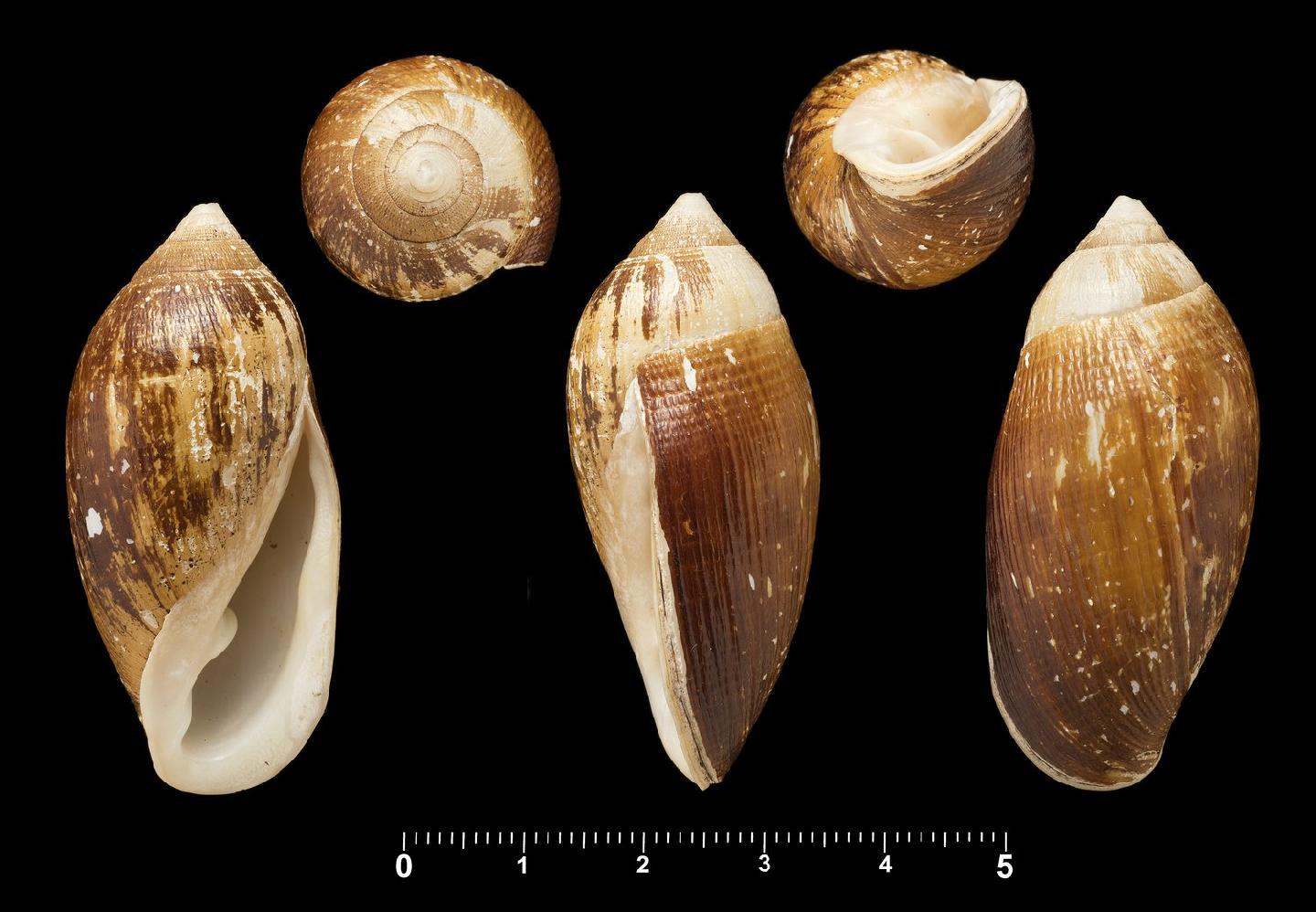 To NHMUK collection (Auricula dactylus Pfeiffer, 1855; SYNTYPE(S); NHMUK:ecatalogue:2386236)