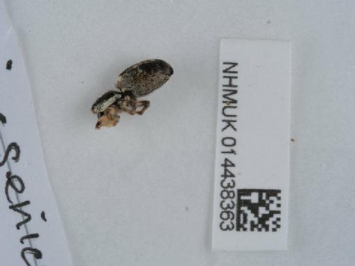 Salticus scenicus (Clerck, 1757) - 014438363_2