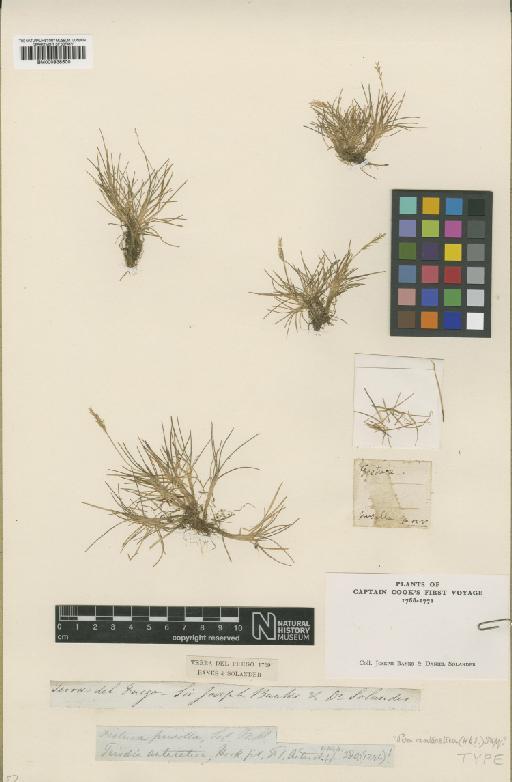 Poa alopecurus (Gaudich. ex Mirb.) Kunth - BM000938500