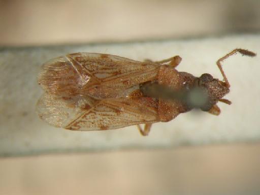 Stigmatonotum minutum Malipatil - Hemiptera: Stimin