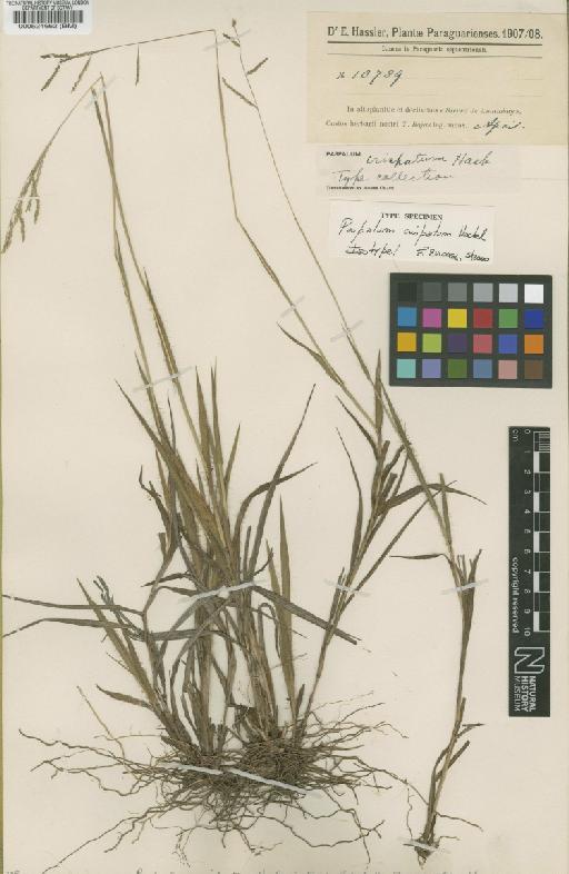 Paspalum crispatum Hack. - BM000524662