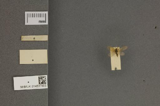 Micromus angulatus Stephens - 014537855_ventral_habitus_labels