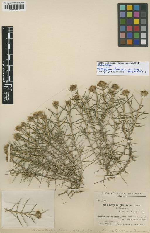 Acanthophyllum glandulosum Bunge ex Boiss. - BM000948979