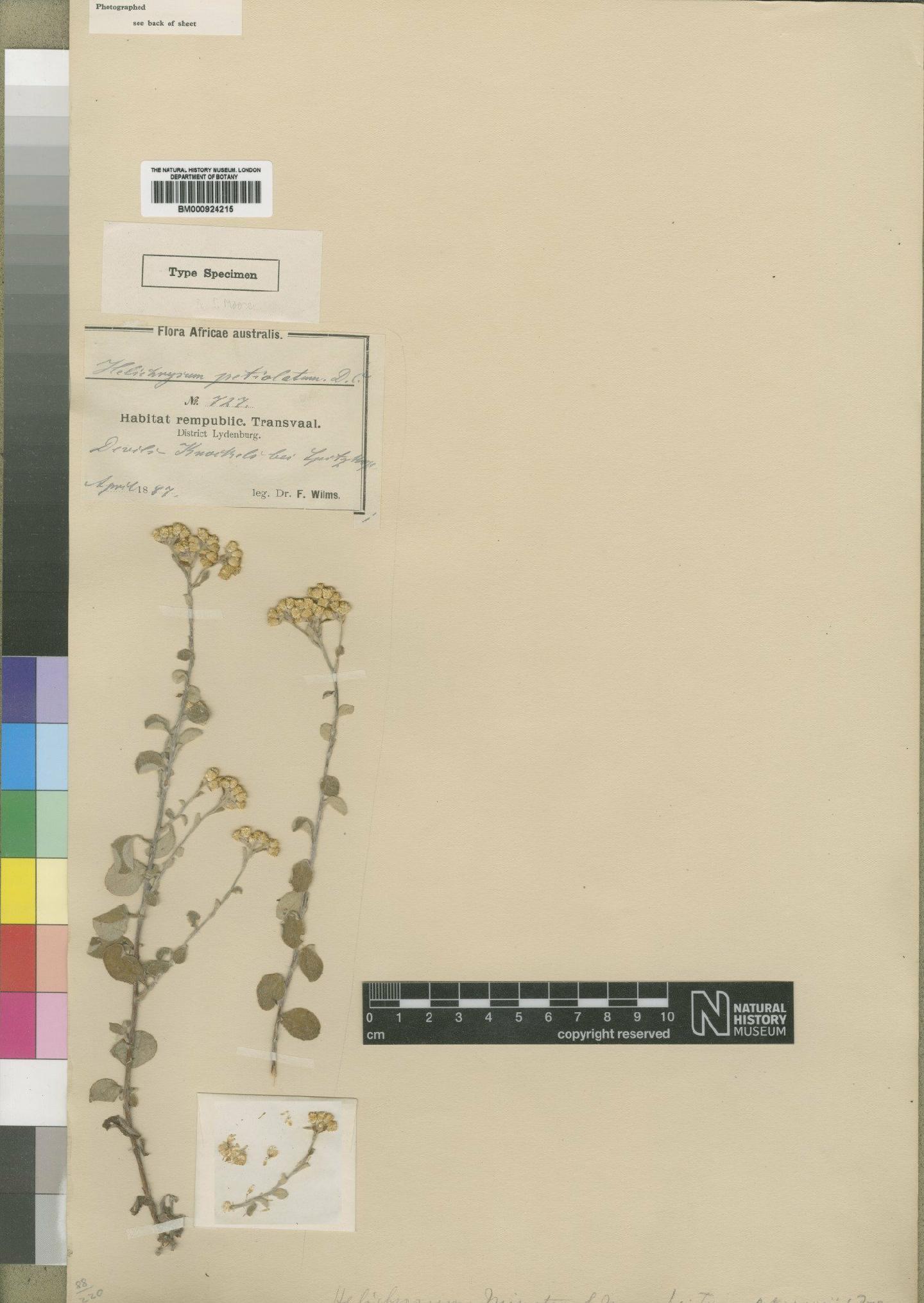 To NHMUK collection (Helichrysum mimetes Moore; Type; NHMUK:ecatalogue:4529243)