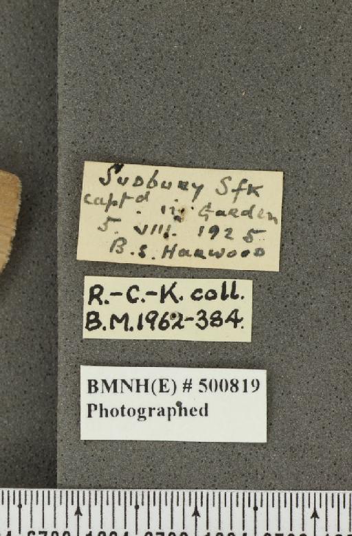 Pieris napi sabellicae ab. fumosa Thompson, 1947 - BMNHE_500819_label_81445
