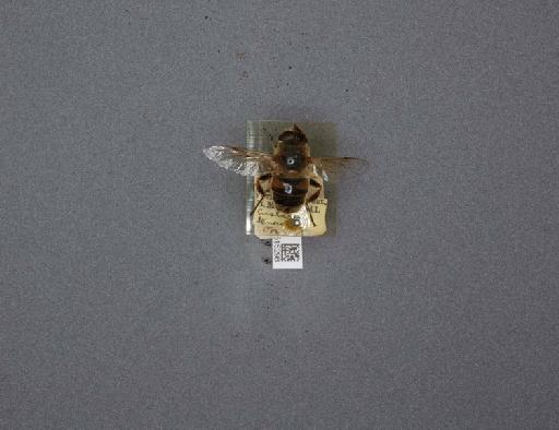 Eristalis (Eristalis) tenax (Linnaeus, 1758) - 012515298_184237_1283633