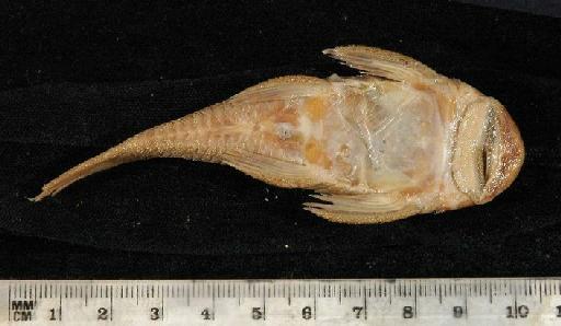 Chaetostomus brevis Regan, 1904 - 1898.11.4.33-6d; Chaetostomus brevis; ventral view; ACSI Project image