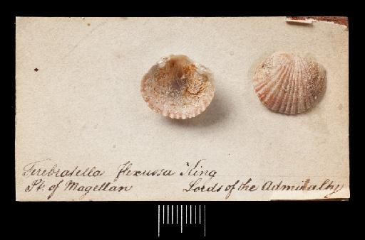 Terebratula flexuosa King, 1831 - NHM-UK_PI ZB 4915