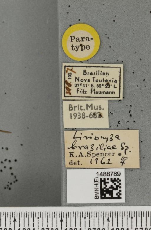 Phytoliriomyza braziliae (Spencer, 1963) - BMNHE_1488789_label_52636