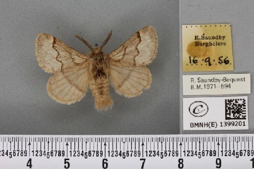 Trichiura crataegi (Linnaeus, 1758) - BMNHE_1399201_189581