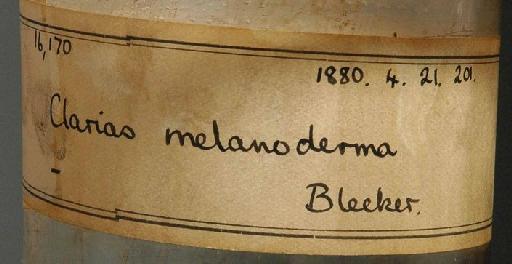 Clarias melanoderma Bleeker, 1858 - 1880.4.21.201; Clarias melanoderma; image of jar label; ACSI project image