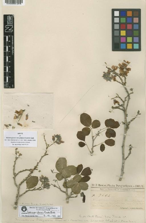 Muellera fluvialis (Lindm.) Burkart - BM000538599