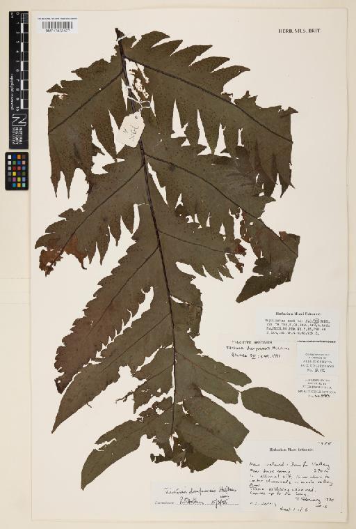 Tectaria danfuensis Holttum - 013859377