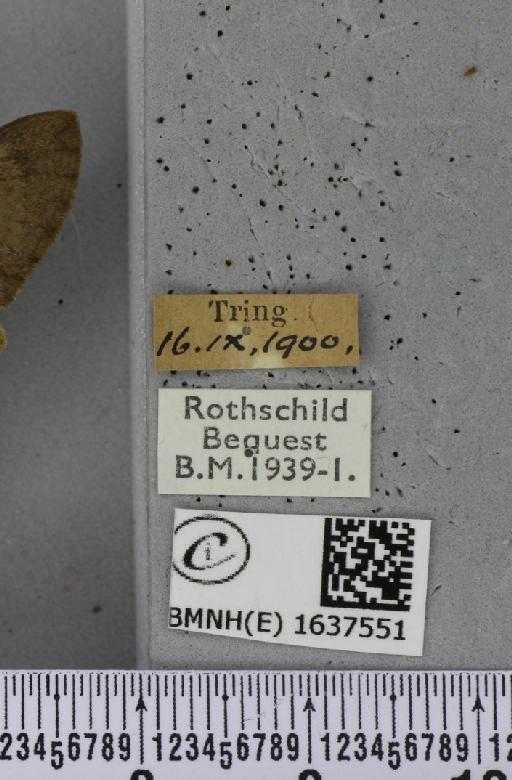 Macroglossum stellatarum (Linnaeus, 1758) - BMNHE_1637551_label_206238