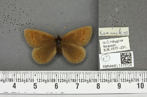 Erebia epiphron mnemon (Haworth, 1812) - BMNHE_1173124_28721