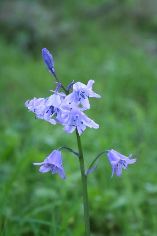 Hyacinthoides hispanica (Mill.) Rothm. - BB-185_inflorescence