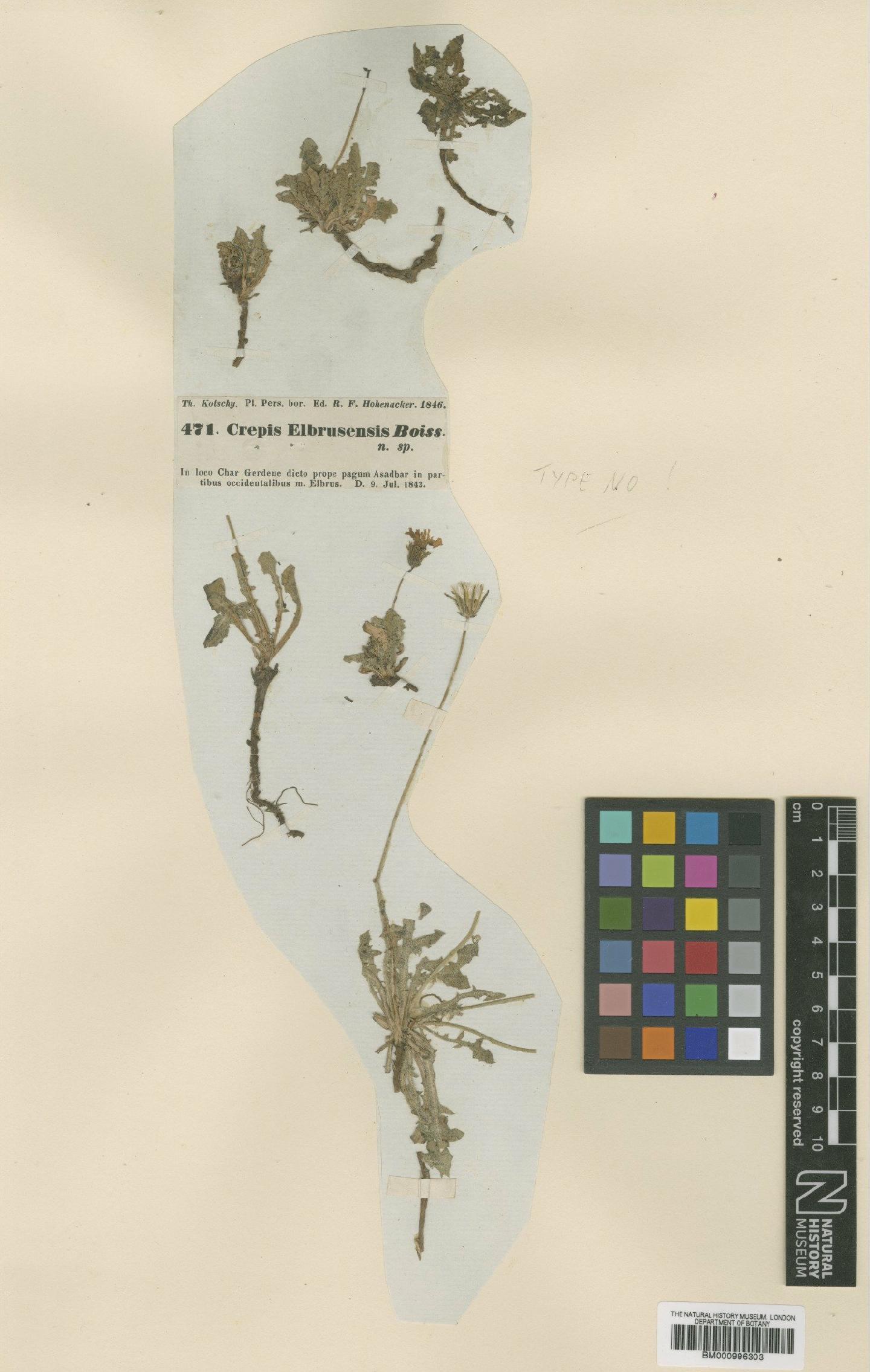 To NHMUK collection (Crepis elbrusensis Boiss.; Type; NHMUK:ecatalogue:481612)