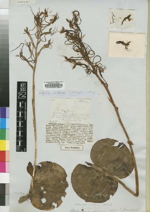 Habenaria armatissima Rchb.f. - BM000033944