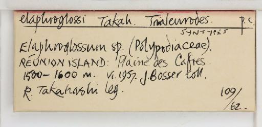 Trialeurodes elaphoglossi Takahashi, 1960 - 013504585_additional