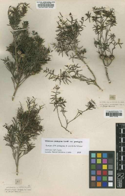 Melaleuca pentagona Labill. - BM000021280