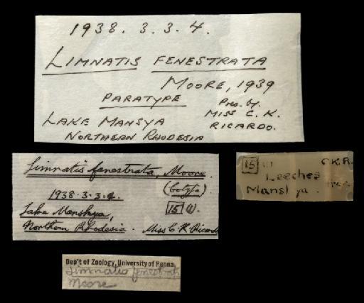 Limnatis fenestrata Moore, 1938 - 4953856