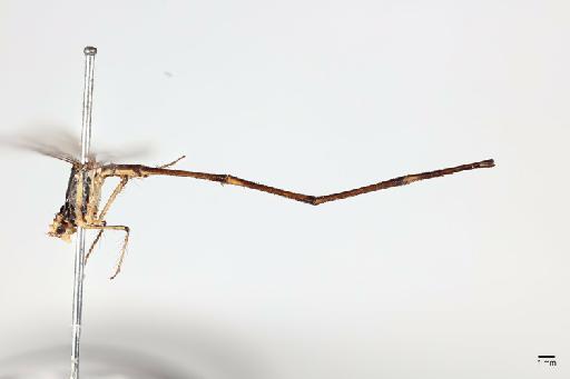 Drepanosticta annandalei Fraser, 1924 - 013324286_Drepanosticta_annandalei_Holotype_abdomen_lateral