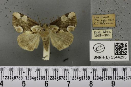 Thyatira batis (Linnaeus, 1758) - BMNHE_1544295_235330