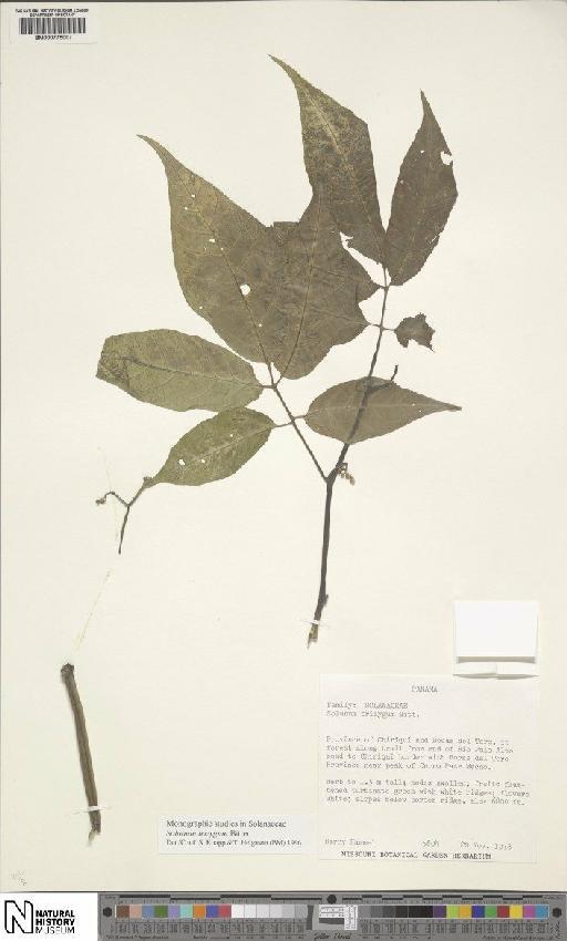 Solanum trizygum Bitter - BM000775007