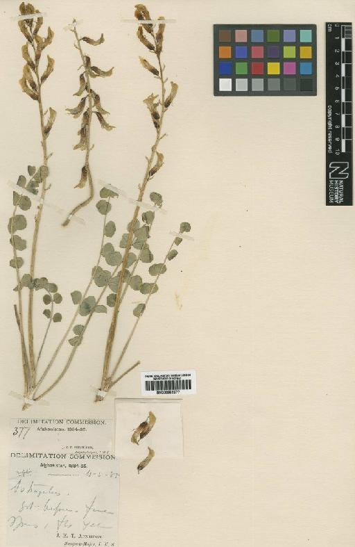 Astragalus cottonianus Aitch. & Baker - BM000885277