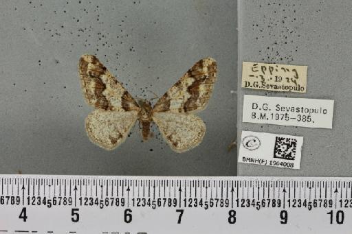 Agriopis leucophaearia (Denis & Schiffermüller, 1775) - BMNHE_1904008_463091