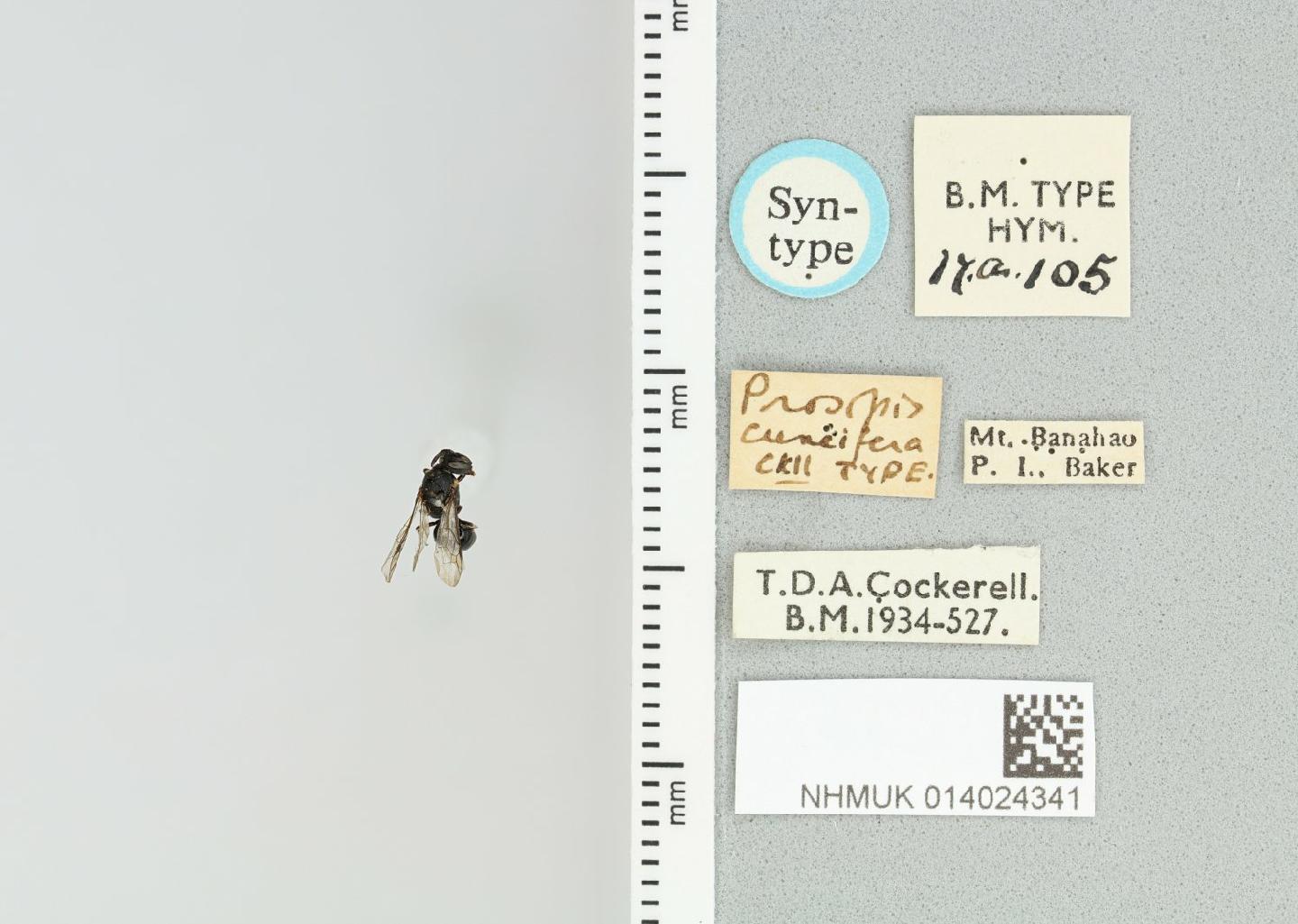 Hylaeus cuneiferus