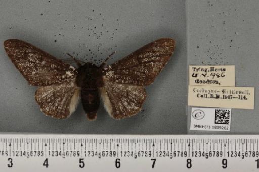 Biston betularia ab. insularia Thierry-Mieg, 1886 - BMNHE_1839262_412958