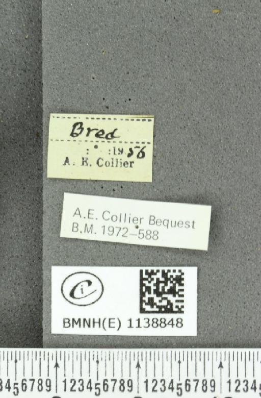 Thecla betulae (Linnaeus, 1758) - BMNHE_1138848_label_95298