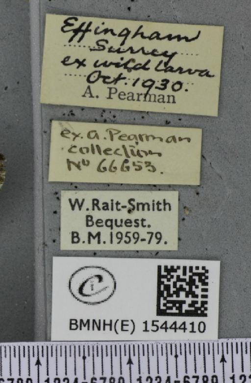 Diloba caeruleocephala (Linnaeus, 1758) - BMNHE_1544410_label_259443