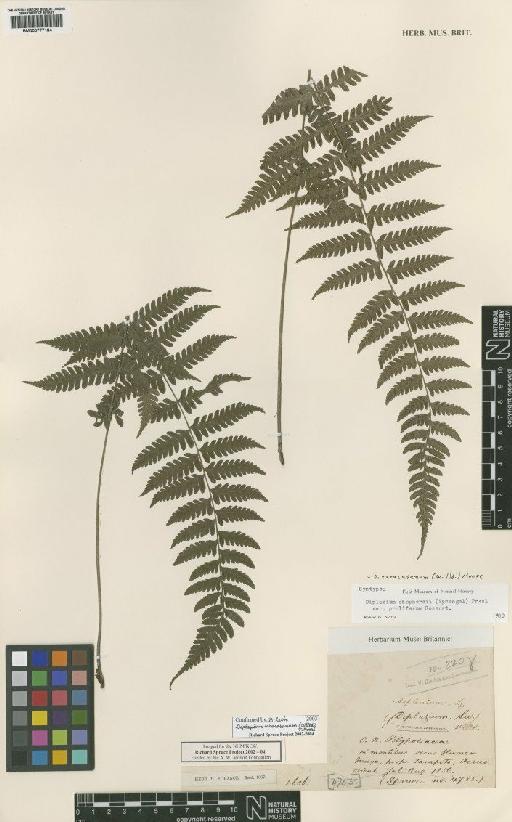 Diplazium caracasanum (Willd.) T.Moore - BM000777184