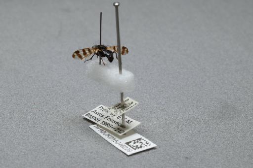 Ceroxys urticae (Linnaeus, 1758) - 015046229_additional_2