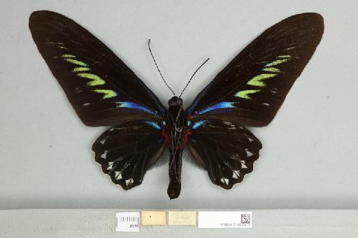 Trogonoptera brookiana albescens (Rothschild, 1895) - 013605657_additional
