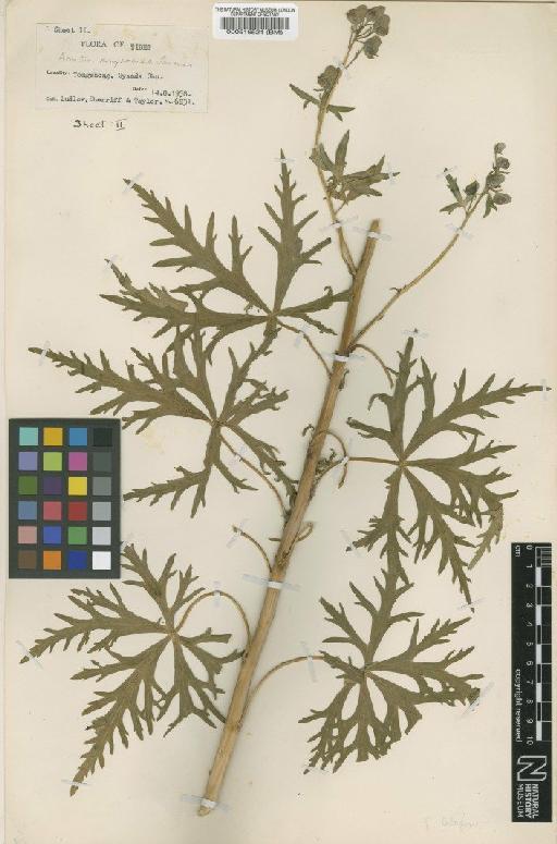 Aconitum kongboense Lauener - BM000516521