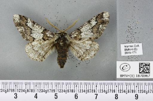 Biston strataria (Hufnagel, 1767) - BMNHE_1870967_461594