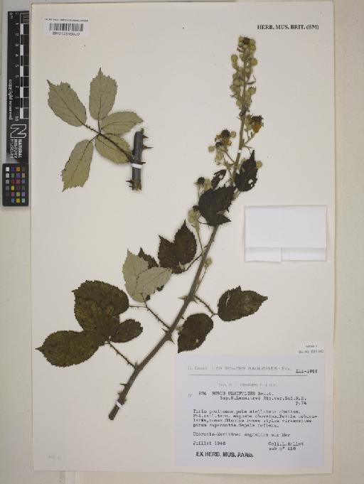 Rubus ulmifolius subsp. lemaitrei Ripart ex Genev. - BM013845029