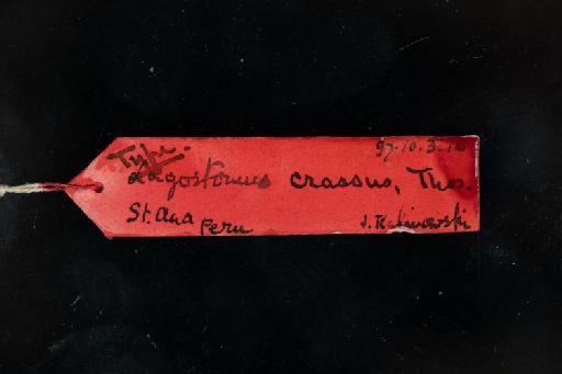 Lagostomus crassus Thomas, 1910 - 1897_10_3_16-Lagostomus_crassus-Holotype-Skull-Label