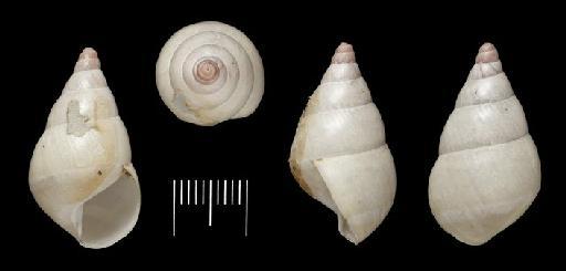 Achatina murrea Reeve, 1849 - 20120332, POSSIBLE SYNTYPES, Achatina murrea Reeve, 1849