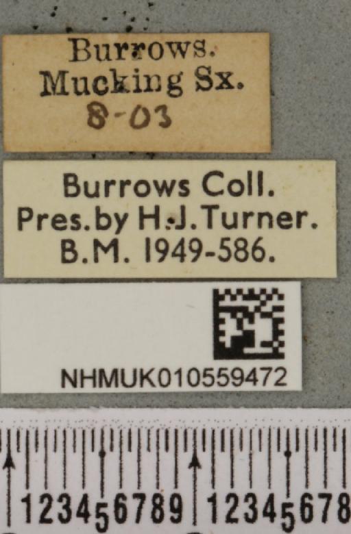 Mesoligia furuncula ab. bicoloria Villers, 1789 - NHMUK_010559472_label_616826