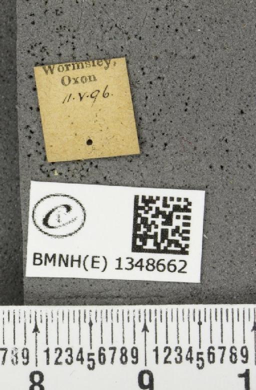 Erynnis tages tages (Linnaeus, 1758) - BMNHE_1348662_label_157695