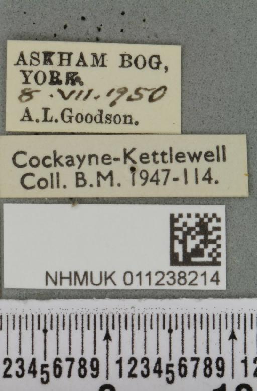 Brachylomia viminalis ab. unicolor Tutt, 1892 - NHMUK_011238214_label_638934