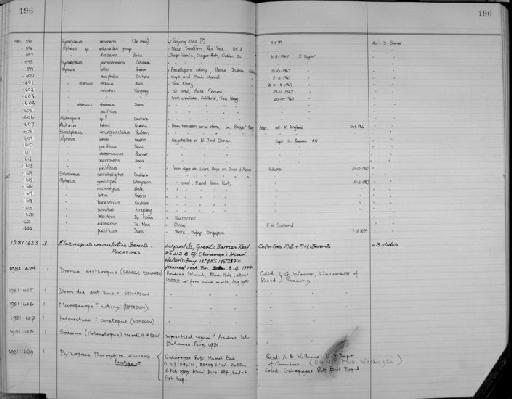 Alpheus strennus strenuus Dana - Zoology Accessions Register: Crustacea: 1976 - 1984: page 196
