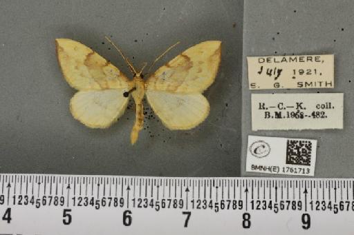 Gandaritis pyraliata ab. mediofasciata Lempke, 1949 - BMNHE_1761713_345338